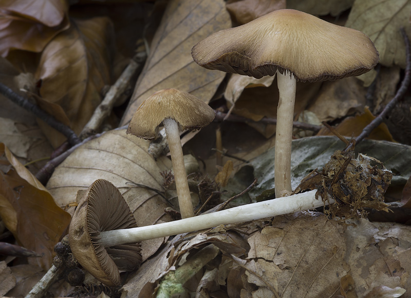 Psathyrella fagetophila